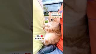 Billu bethi bike mein #catlover #funnyvideo