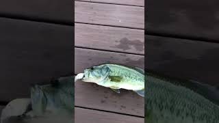 I caught a 3.5lb Bass!!