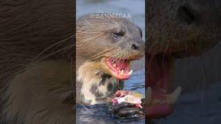 The Giant River Otter #NatureCam #shorts #facts