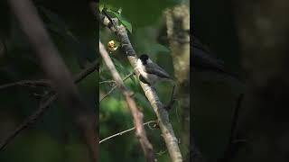 Beautiful bird brown headed tit in the forest #bird