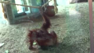 Orangutan @ Phoenix Zoo