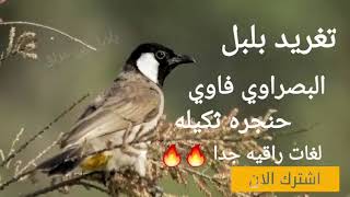 تغريد بلبل الفاوي البصراوي حنجره ثكيله لغات راقيه وقديمه 🌹🌹❤❤