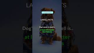 DOG FACT I BET YOU DIDN'T KNOW | #shorts #trending #viralshorts #youtubeshorts #facts #lamuli_facts