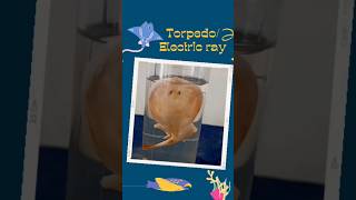 Biological practical - Torpedo/ Electric ray fish #sciencepractical #torpedo #viral #biology