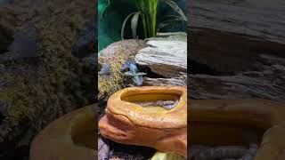 FEEDING MY REAL-LIFE MINIATURE DRAGON (NOT CLICKBAIT!) Red-eyed crocodile skink #shorts