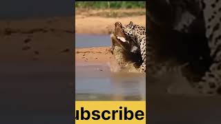 Swimming Buffalo Family Was Suddenly Attack By Group Of Crocodile Too Brutally || Wild Animal Attack