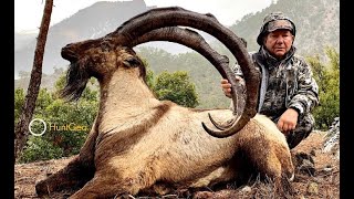 Bezoar Ibex hunt in Turkey - Record Billy