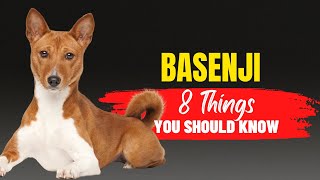 8 Things to Consider Before Adopting a Basenji