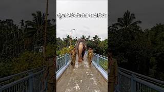 Sringeri Sharada Peetam Elephants 😍 ಶೃಂಗೇರಿ ಮಠದ ಆನೆಗಳು