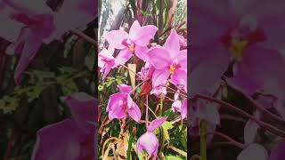 Orchid flower, Dendrobium , orchidaceae