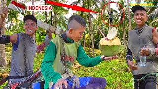 CUMA DI INDONESIA‼️KERJA PANEN KELAPA ITU BAHAGIA