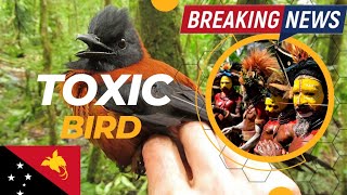 The worlds only TOXIC BIRD !! The Hooded Pitohui