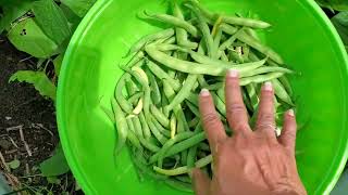 Look What's Hiding Under The Leaves 🍃 #greenbeans #yellowwaxbeans #Harvest #growyourownfood