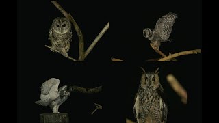 75091 Owls SSTV PD120