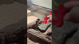 Dhab uromastyx makan Bunga Raya ( Hibiscus )