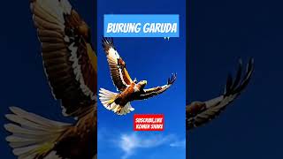 Burung Garuda Terbang Diatas Perbukitan #birds #shorts #short