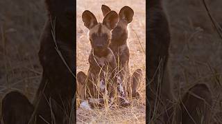 A captivating moment with African Wild Dog Pups #africanwilddog #wildlifeshorts #africanwildlife