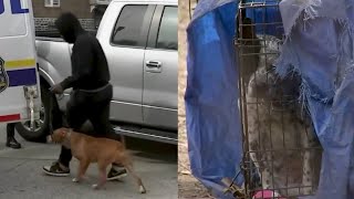 A 61-year-old woman was bitten by a pit bull multiple times throughout her body