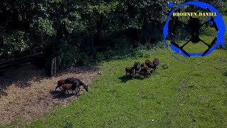 Cute and funny animals from birds eye - DJI Mavic Pro