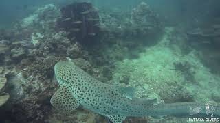 Леопардовая акула | Leopard Shark at 'Shark Point' | Diving Phuket, Thailand