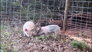 Piglets, pig fence, and expansion!