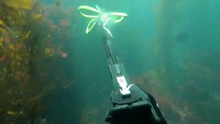 Monterey Norcal Spearfishing, Dive Session with @broleon3761