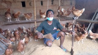 How to clean a poultry house | chicken farming | layers farming