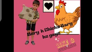 Chicks Bary ho gaye | Play time with Baba | Hectic Day