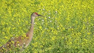 Sandhill Crane! | Spot