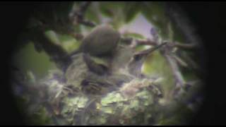 Anna's hummingbird nest getting very crowded