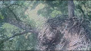 06 19 23 Bartlesville eaglet leaves