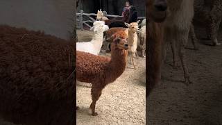 Alpacas# cute and beautiful animal# found in north america#