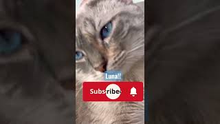 Subscribe to Luna =)!! Full video on link  #cat #animals #shorts #cute #youtube #tiktok