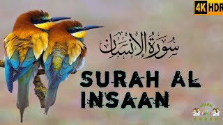 surah al-insan ll سورة الإنسان