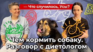 Чем кормить собаку. Разговор с диетологом // Что случилось, Усы?