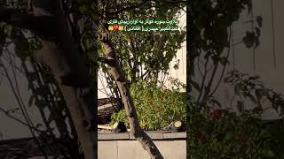 تلاوت سوره کوثر به آواز زیبای قاری عبدالکبیر حیدری ( افغانستانی ) ❤️🤲