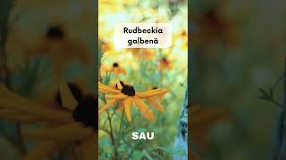 Rudbeckia - o plantă cu flori incredibil de frumoase