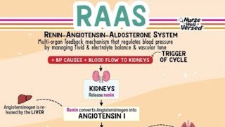 The Renin-Angiotensin-Aldosterone System (RAAS)