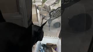 Cat completely unbothered by Great Dane #shorts