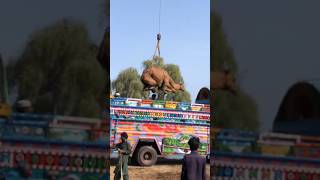 Camel loading #camel #goat #youtubeshorts #youtubevideos #animals #camelfarm #ytshorts #youtube