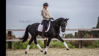 SOLD: Gentle: Z1 Dressage Mare (Painted Black x Don Massimo)