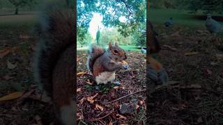 squirrels stash #squirrel #animals