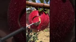 apple fruit 🍎♥️#shorts #fruitcutting