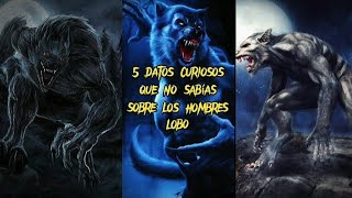 🔹️5 DATOS CURIOSOS QUE NO SABÍAS SOBRE LOS HOMBRES LOBO 🐺