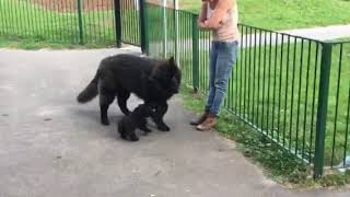 Teddy & Baloo playing