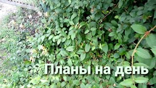 Планы на день. Летняя обрезка кустов. Формирую каприфоль и розу. часть 1