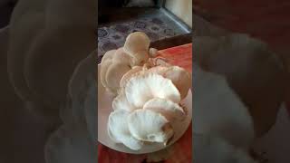 bagong harvest #mushroom #sarap #adobo #trendinh #shorts #asmr