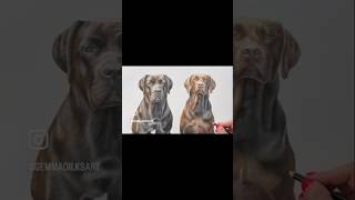 Pet portrait | Colour Pencil Art | Gemma Dilks Art