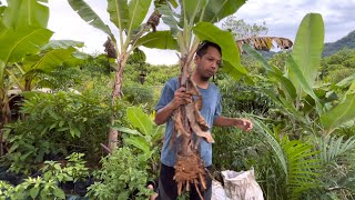 Cara membuat bibit pisang barangan