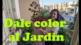 10 plantas con colores increíbles| Mucho verde aburre| Dale color al jardín